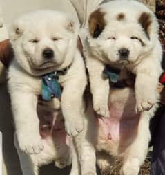 king alabai pair dog | Alabai Breed | Alabai Puppies For Sale