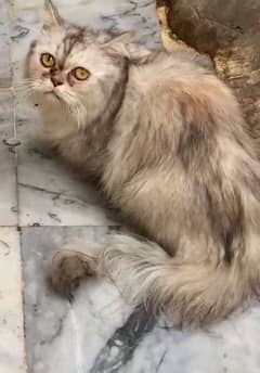 cat beautiful