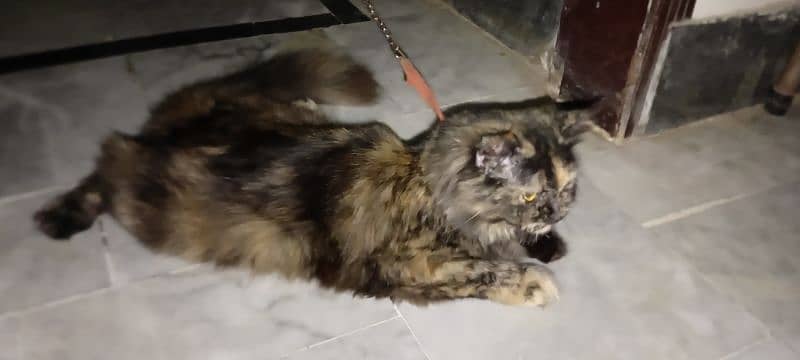 Persian Cat for sale in very low price 2