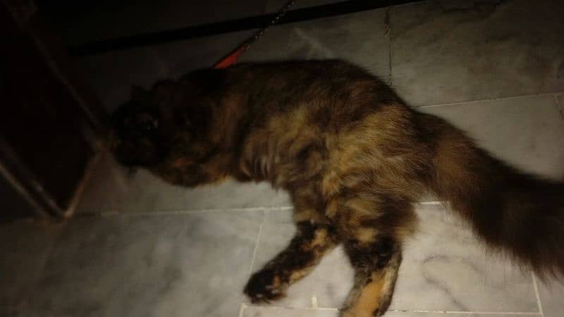 Persian Cat for sale in very low price 4