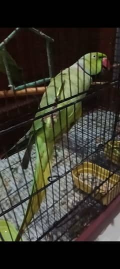 parrot