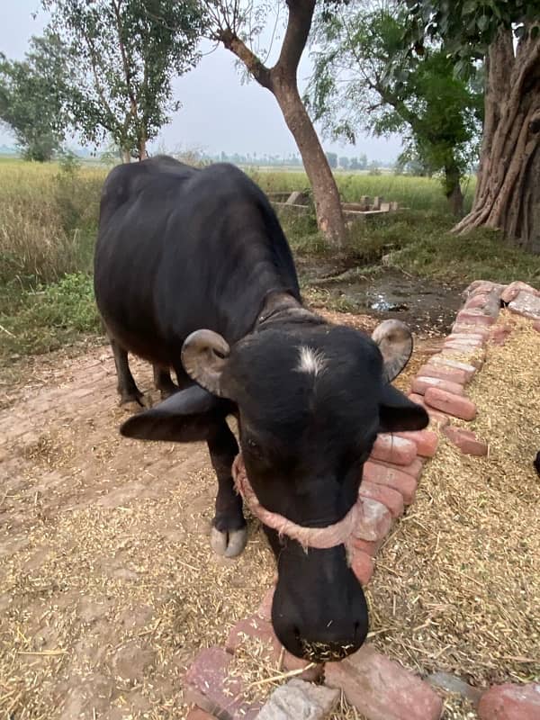 choti 4 saal ki lagwie thi gaban ni thi hoi 2