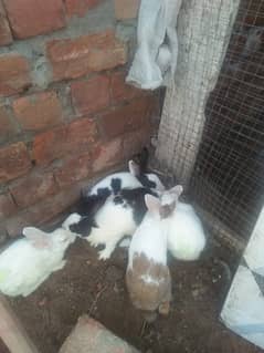 Rabbits Urgent sale