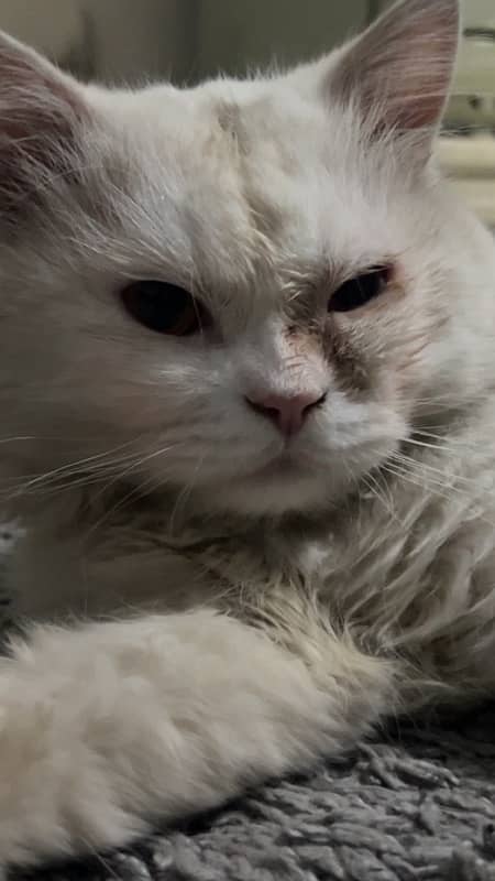 Persian cat 0