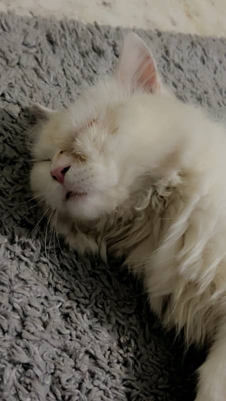 Persian cat 3