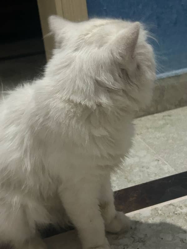 Persian cat 4