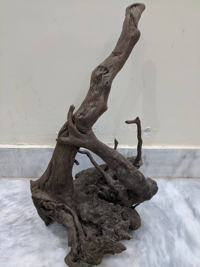 Malaysian Driftwood Available 7