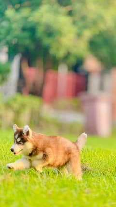 Siberian husky puppi Argent Sailing Me