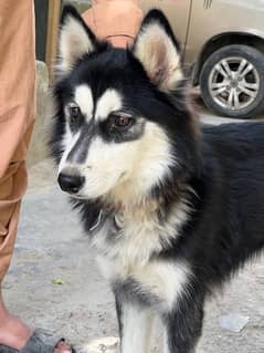 sibarian huskey for sale