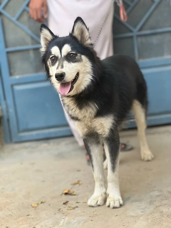 sibarian huskey for sale 1