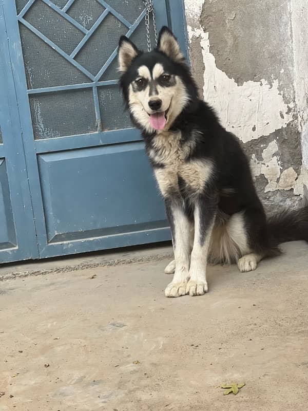 sibarian huskey for sale 2