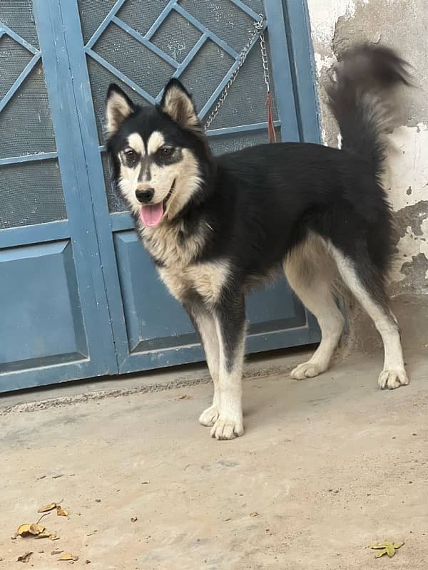 sibarian huskey for sale 3