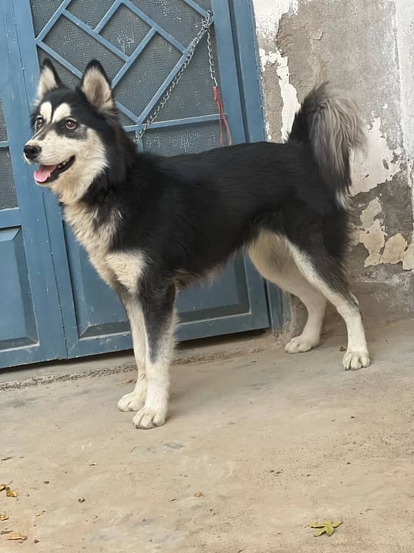 sibarian huskey for sale 4