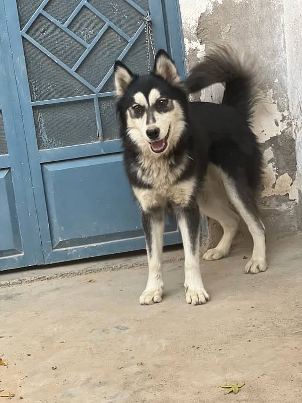 sibarian huskey for sale 5