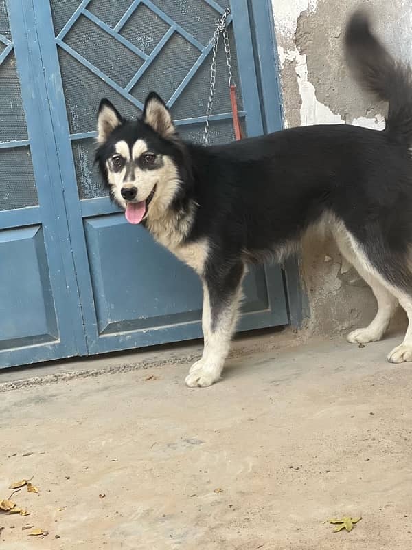 sibarian huskey for sale 6