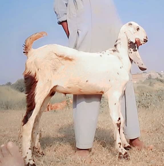 Male goats for Eid 2025 1