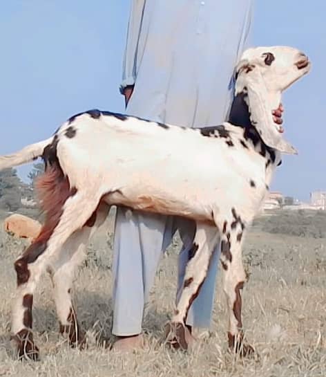 Male goats for Eid 2025 2