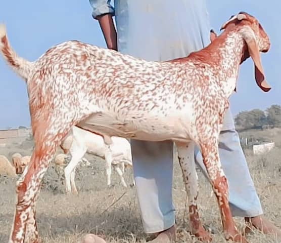 Male goats for Eid 2025 4