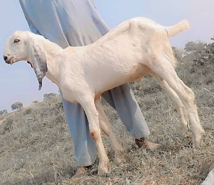 Male goats for Eid 2025 5