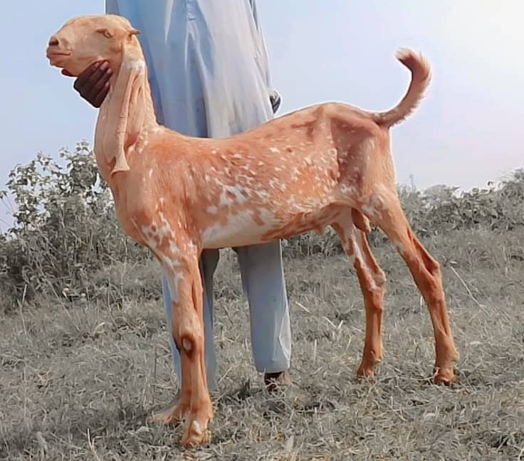 Male goats for Eid 2025 8