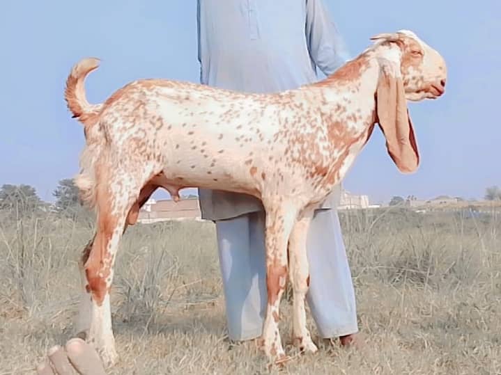 Male goats for Eid 2025 9