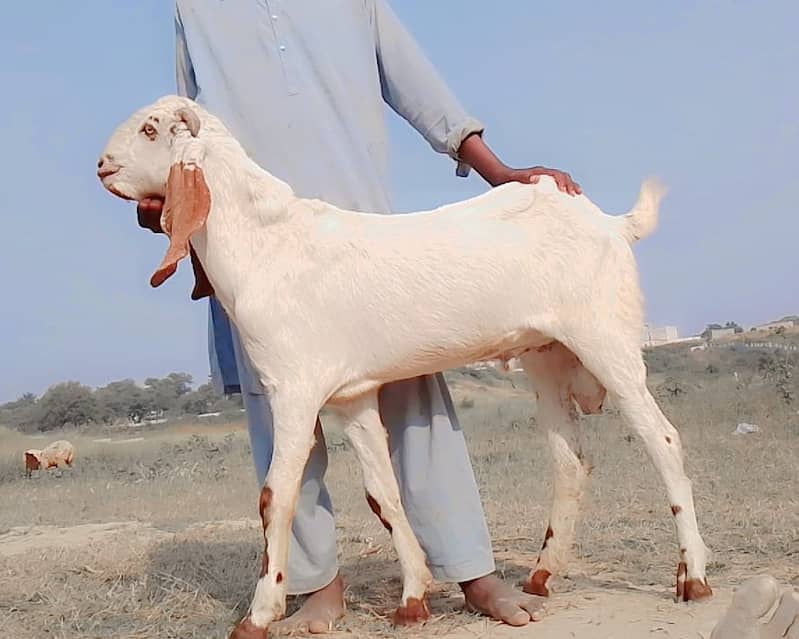 Male goats for Eid 2025 10