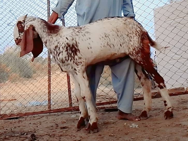 Male goats for Eid 2025 11