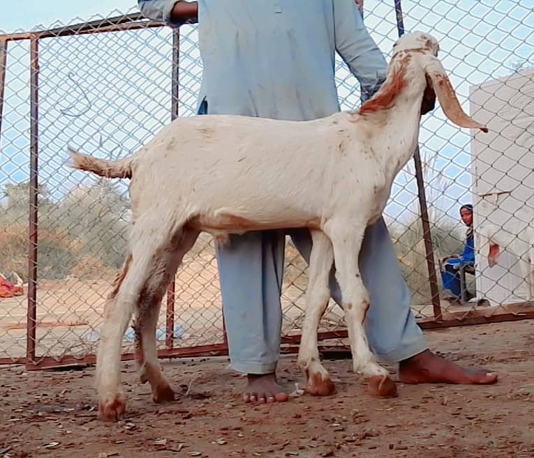 Male goats for Eid 2025 12