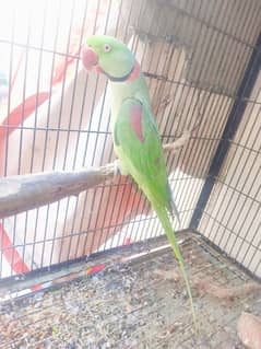 Kashmiri Raw Parrot Pair | 5+ Year Age | Both Talking