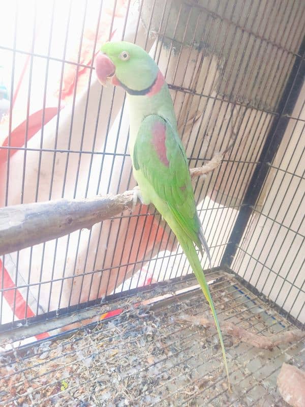 Kashmiri Raw Parrot Pair | 5+ Year Age | Both Talking 0