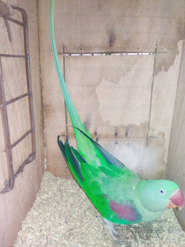 Kashmiri Raw Parrot Pair | 5+ Year Age | Both Talking 1