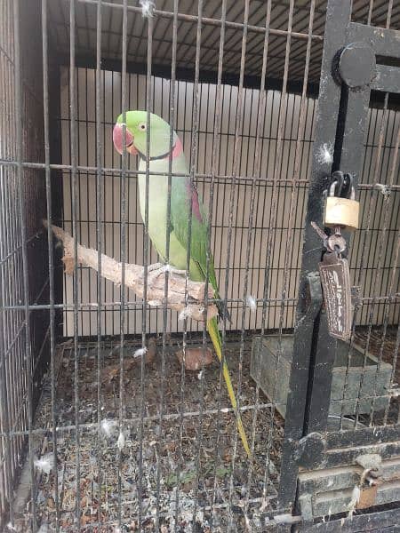 Kashmiri Raw Parrot Pair | 5+ Year Age | Both Talking 2