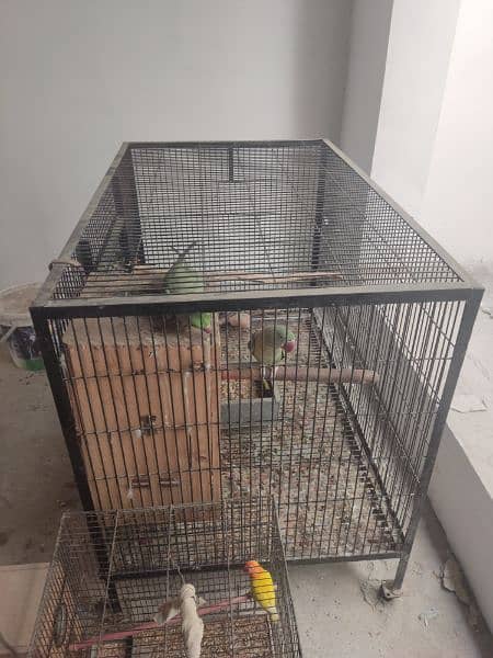 Kashmiri Raw Parrot Pair | 5+ Year Age | Both Talking 3