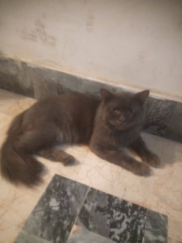 Persian cat male 1