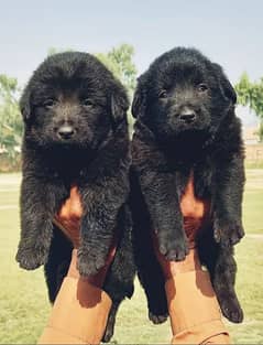 black German Shepherd puppies for sale 0