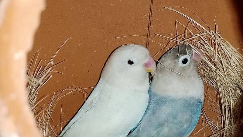 love birds 2