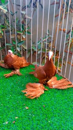 fancy pigeons available