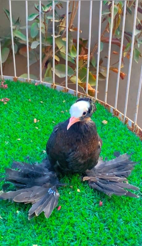 fancy pigeons available 1