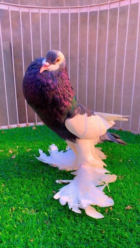 fancy pigeons available 2