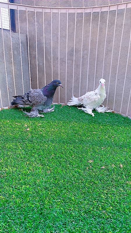 fancy pigeons available 3