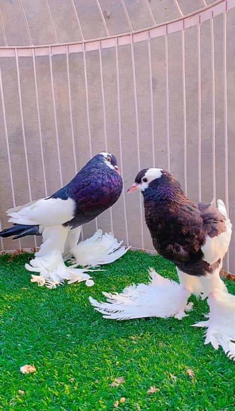 fancy pigeons available 4