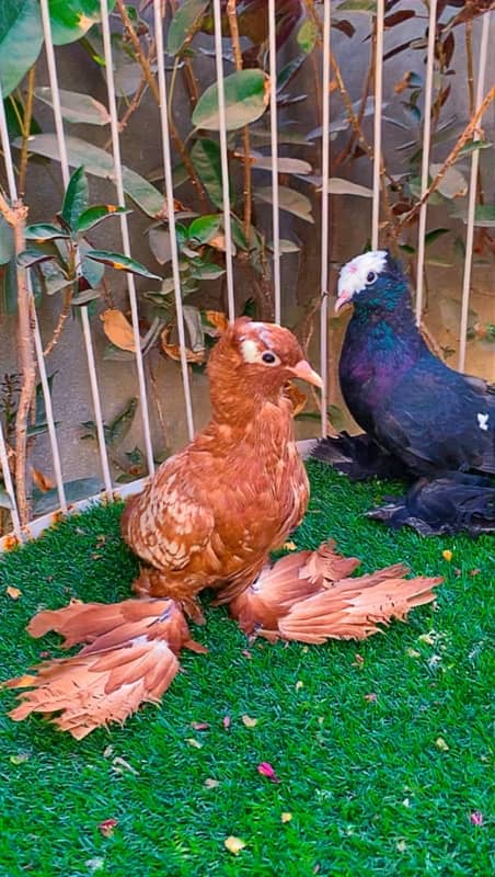 fancy pigeons available 5