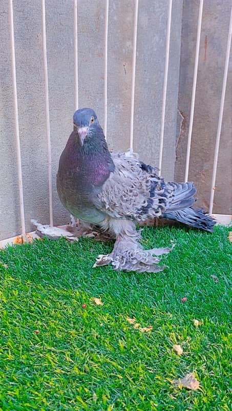 fancy pigeons available 6