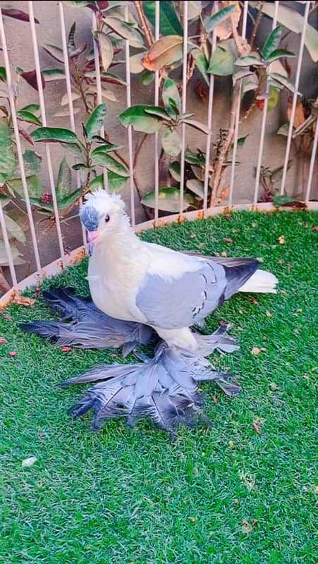 fancy pigeons available 7