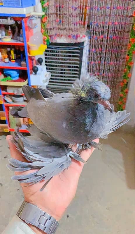 fancy pigeons available 8