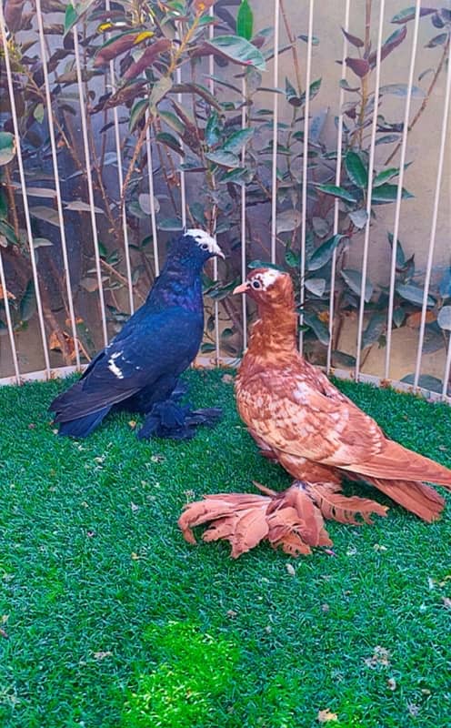 fancy pigeons available 10