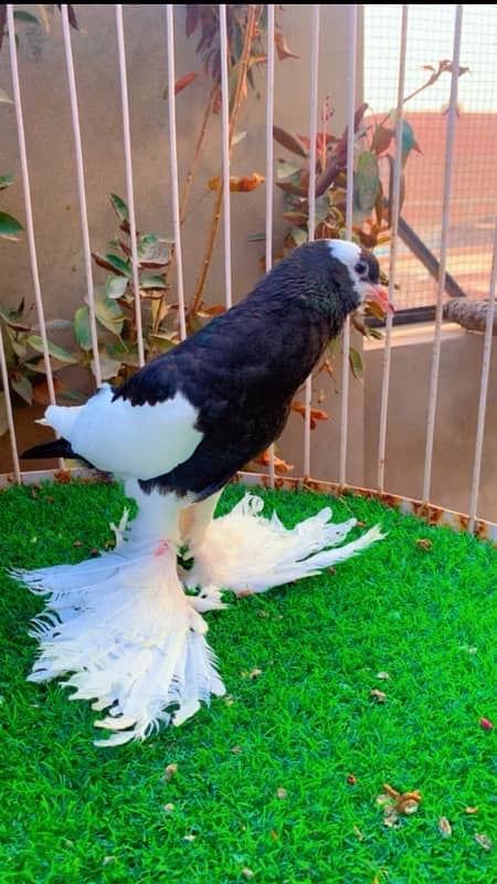 fancy pigeons available 11