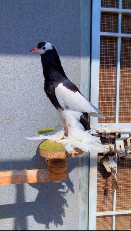 fancy pigeons available 12