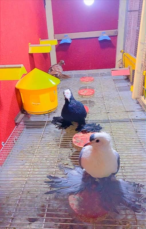 fancy pigeons available 13