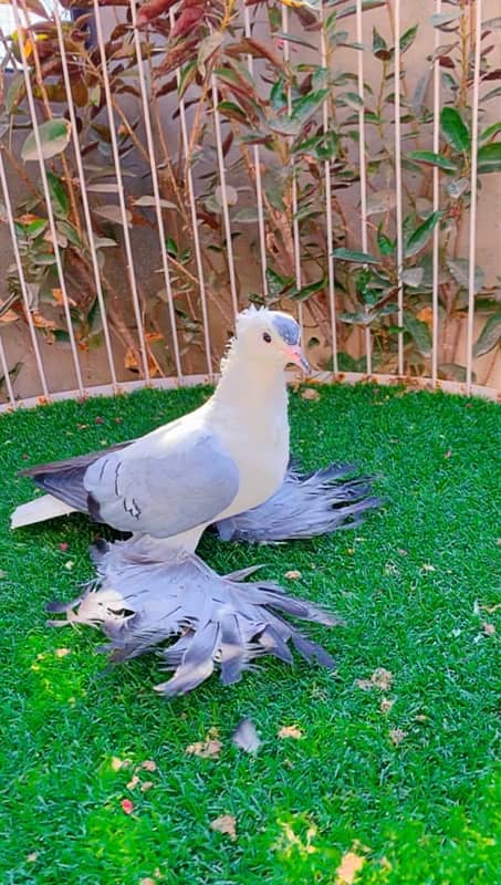 fancy pigeons available 14